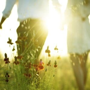 Vibrant wildflowers in a sunlit meadow with warm, golden sunlight streaming through the plants, showcasing natural beauty and serenity in nature.